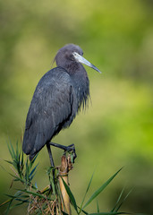 Little Blue Heron in Florida 
