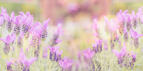 Summertime.  Blooming lavender in a field