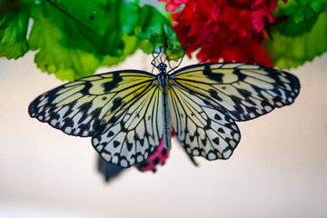 A magnificent large butterfly sits. Wonderful coloring of the wings.