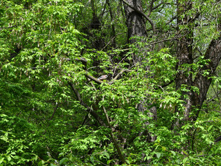 brown jay with blue wings sits on a branch