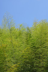 竹山　鹿児島県さつま町