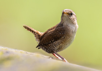 the various birds brighten spring!