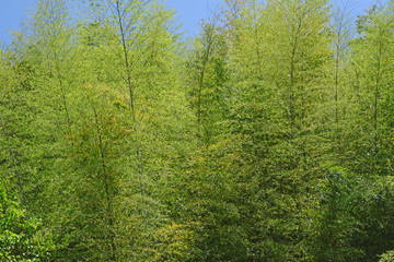 竹山　鹿児島県さつま町