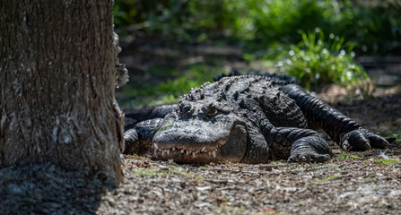 Obraz premium An alligator in the Everglades National Park, Florida 