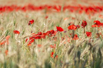 Campo de trigo con amapolas
