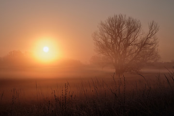 sunrise over the field
