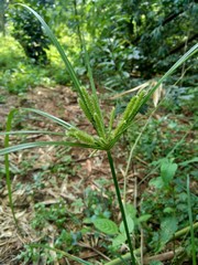 Cyperus rotundus (coco-grass, Java grass, nut grass, purple nut sedge, purple nutsedge, red nut sedge, Khmer kravanh chruk) with natural background. us rotundus is a perennial plant.