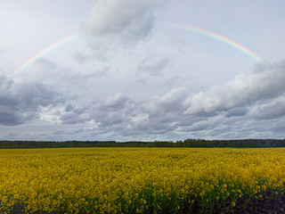 Rainbow Above Blooming Rapeseed Field.  Natural Landscape Background in Europe in Early Spring, Cloudy Sky, After the Storm