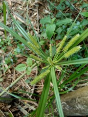 Cyperus rotundus (coco-grass, Java grass, nut grass, purple nut sedge, purple nutsedge, red nut sedge, Khmer kravanh chruk) with natural background. us rotundus is a perennial plant.