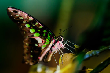 A magnificent large butterfly sits. Wonderful coloring of the wings.