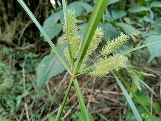 Cyperus rotundus (coco-grass, Java grass, nut grass, purple nut sedge, purple nutsedge, red nut sedge, Khmer kravanh chruk) with natural background. us rotundus is a perennial plant.