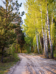 Obraz premium Dirt road in woods with silver birches on side. Spring season green forest trees. Walking path, trail in Orchowek, Wlodawa, Poland, Europe.