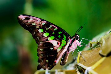 A magnificent large butterfly sits. Wonderful coloring of the wings.