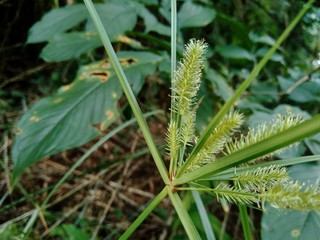 Cyperus rotundus (coco-grass, Java grass, nut grass, purple nut sedge, purple nutsedge, red nut sedge, Khmer kravanh chruk) with natural background. us rotundus is a perennial plant.