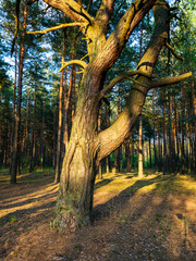 Tree trunk in forest area. Unique shape old Scots pine (Pinus Sylvestris) tree in soft sunlight, woodlands. Sobibor, Poland, Europe.