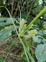 Cyperus rotundus (coco-grass, Java grass, nut grass, purple nut sedge, purple nutsedge, red nut sedge, Khmer kravanh chruk) with natural background. us rotundus is a perennial plant.