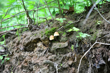 first spring mushrooms on trees in the forest
