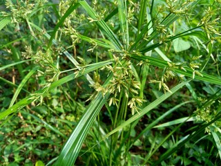 Cyperus rotundus (coco-grass, Java grass, nut grass, purple nut sedge, purple nutsedge, red nut sedge, Khmer kravanh chruk) with natural background. us rotundus is a perennial plant.