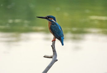 kingfisher on a branch