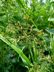 Cyperus rotundus (coco-grass, Java grass, nut grass, purple nut sedge, purple nutsedge, red nut sedge, Khmer kravanh chruk) with natural background. us rotundus is a perennial plant.