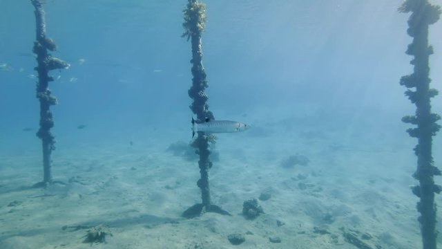 Giant barracuda slowly swims nex a coral reef. Great Barracuda or Barra (Sphyraena barracuda) Red Sea, Egypt