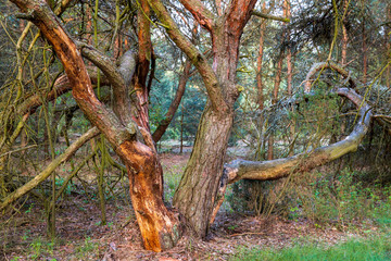 Scots pine (Pinus Sylvestris) tree unusual shaped more like shrub than tree, woodlands. Sobibor, Poland, Europe.