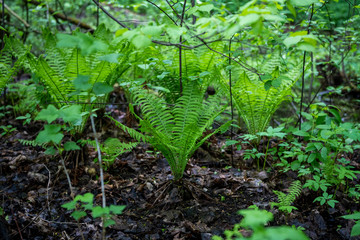 first spring grass on a bolt in the forest