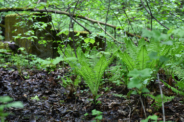 first spring grass on a bolt in the forest