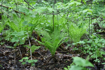 first spring grass on a bolt in the forest