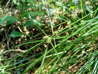 Cyperus rotundus (coco-grass, Java grass, nut grass, purple nut sedge, purple nutsedge, red nut sedge, Khmer kravanh chruk) with natural background. us rotundus is a perennial plant.