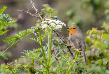 the various birds brighten spring!