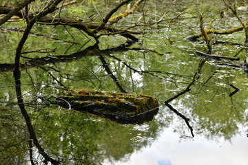 forest green swamp with fallen and moss-covered trees