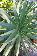 Fototapeta premium アロエ