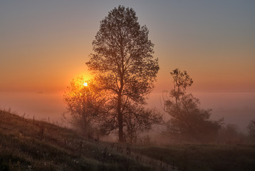Obraz na płótnie Canvas sunrise tree in the morning