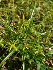 Cyperus rotundus (coco-grass, Java grass, nut grass, purple nut sedge, purple nutsedge, red nut sedge, Khmer kravanh chruk) with natural background. us rotundus is a perennial plant.