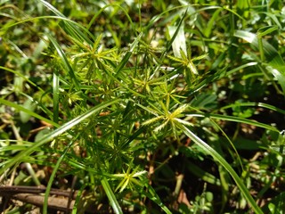 Cyperus rotundus (coco-grass, Java grass, nut grass, purple nut sedge, purple nutsedge, red nut sedge, Khmer kravanh chruk) with natural background. us rotundus is a perennial plant.