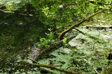 forest green swamp with fallen and moss-covered trees