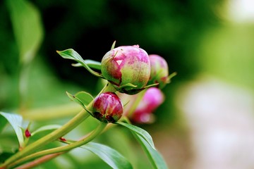 Close up of a pink peonnies