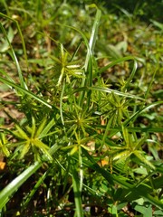 Cyperus rotundus (coco-grass, Java grass, nut grass, purple nut sedge, purple nutsedge, red nut sedge, Khmer kravanh chruk) with natural background. us rotundus is a perennial plant.