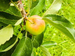 green apple weigh on a tree, branch of apple tree. Apple tree in the garden with juicy apples.