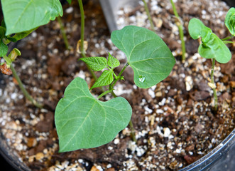 Green shoots of young bean plants after seed germinating in soil