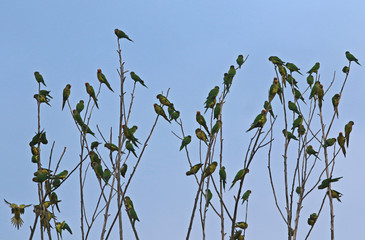 flock of birds on tree branches