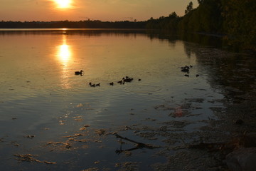 Enten am See im Abendrot