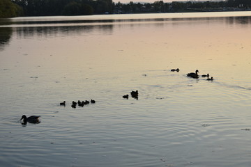 Enten im Wasser