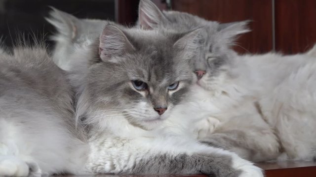 Love game and courtship between two Siberian  color point cats in a city apartment