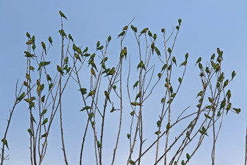 flock of birds on tree branches