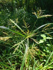 Cyperus rotundus (coco-grass, Java grass, nut grass, purple nut sedge, purple nutsedge, red nut sedge, Khmer kravanh chruk) with natural background. us rotundus is a perennial plant.