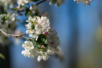 White flowers with blue sky background