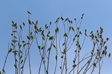 flock of birds on tree branches