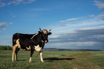 cow on a meadow